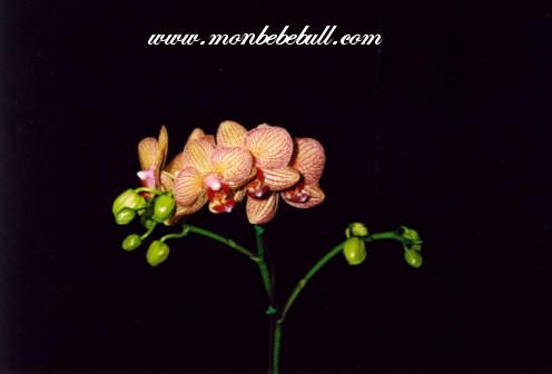 Phalaenopsis 11.jpg
